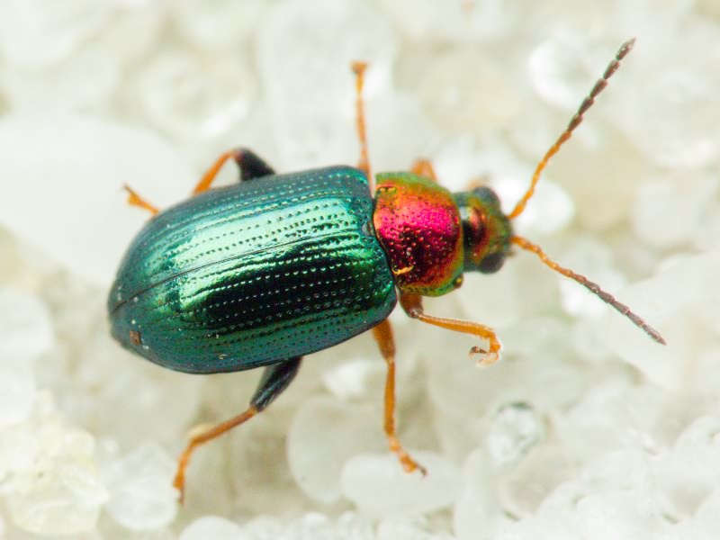 Crepidodera aurata (Marsham, 1802)